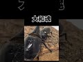 ネプチューンオオカブトvsカブトムシ