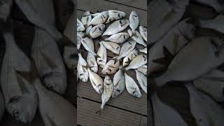 Hikmet Baba Yine Yaptı Yapacağını Selam Dostlara