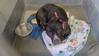 Acs A813976