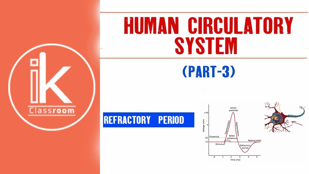 PART-3/HUMAN CIRCULATORY SYSTEM/REFRACTORY PERIOD/11TH/NEET/AIIMS - YouTube