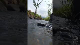 Aliran Sungai#Shorts #Short #Shortvideo #Aliransungai
