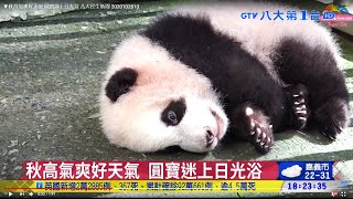 ▼圓寶迷上日光浴 秋高氣爽好天氣  八大民生新聞 2020102813