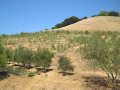 Organic lavender and olive farm  napa valley