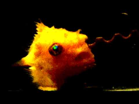 (FOR SALE) EDDISON TYPE BEAT "BLOWFISH" PROD. CUBENSiS