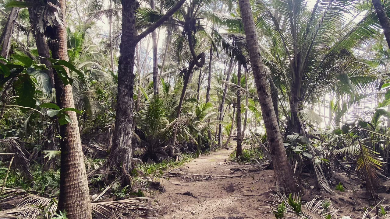 Hawaii Rainforest Rain and Coqui Frogs Sounds/ Sleep/ White Noise/ Night YouTube