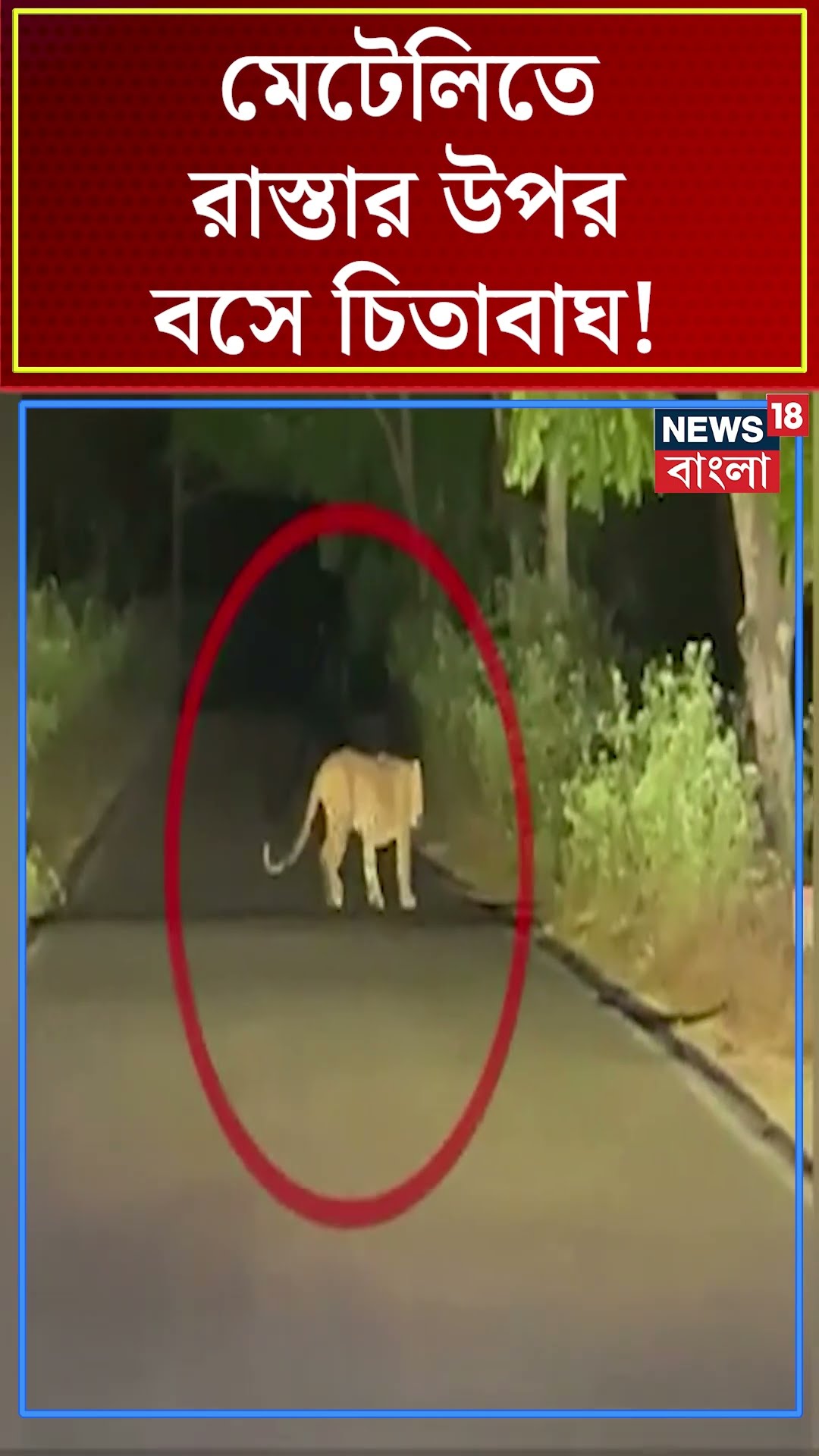 Meteli তে রাস্তার উপর বসে চিতাবাঘ! #shorts