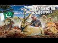 ТРОФЕЙНАЯ ОХОТА В ПАКИСТАНЕ / Пенджабский и Белуджистанский уриал и Синдский козёл  | 8K