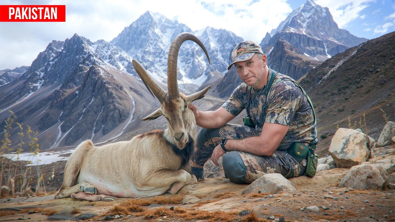 Трофейная охота в Пакистане! Пенджабский и Белуджистанский уриал и Синдский козёл [8K] #охота