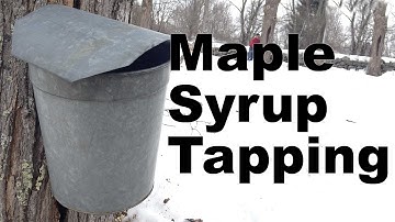Maple Syrup Tapping Spouts and Buckets - GardenFork