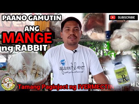 Rabbit Farming - Paano Gamutin ang MANGE o Galis ng RABBIT - How to INJECT IVERMECTIN to OUR RABBITS