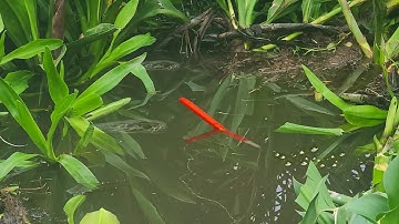 Móc Lỗ Dưới Lùm Chuối Nước Đụng Con Cá Rô Đồng Khủng Kéo Lật Ngang Cái Phao