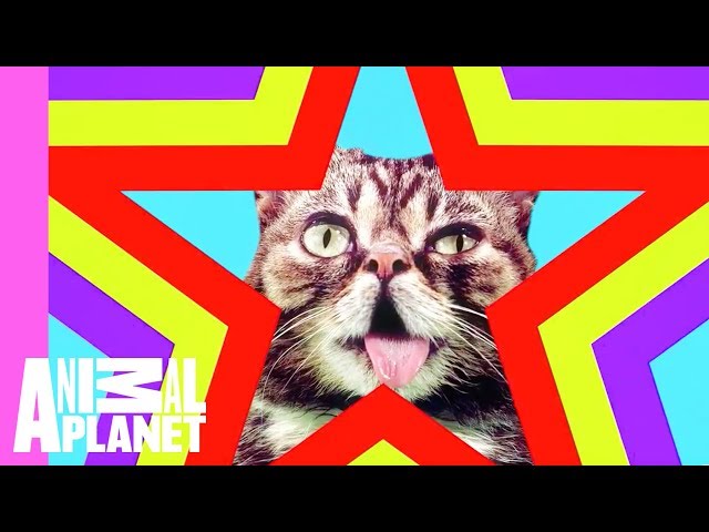 Lil BUB's Star Party Music Video with Andrew W.K. | Lil BUB's Special Special class=