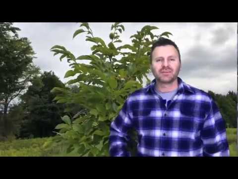 Video: How To Grow A Chestnut From A Fruit