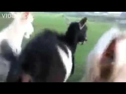 Синими Лесами Сани С Бубенцами