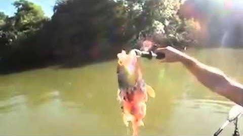 Les Piranhas Attaquent le Poisson d