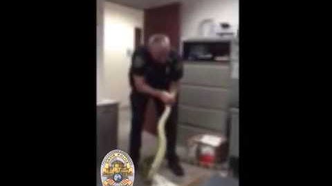 Video: 11-foot python slithers into South Florida student
