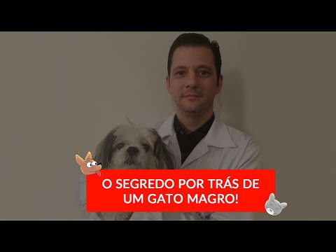 Vídeo: Meu gato tem hipertireoidismo?