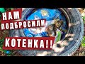 Подбросили котенка!  Что делать???