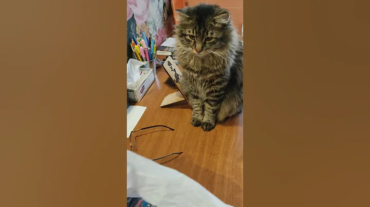 Watch the video about Applause! #catlover #funny #shortsvideo #shorts#cat #cute #mainecoon #foodlover #food #animals #cat