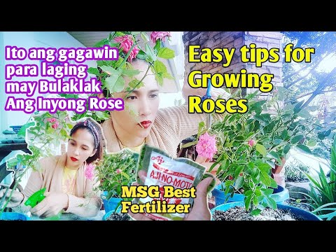 Tips Para Dumami ang Bulaklak Ng Rose Plant  mo /Easy Tips To Growing Roses Plants/MSG Fertilizer