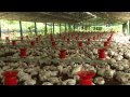 HI-TECH CHICKEN FARM IN PIRAVOM, ERNAKULAM PART 3