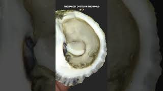 The Ethereal Oyster! Pt. 3 🦪✨🌀