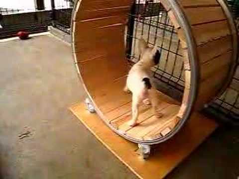 犬の面白動画 自走編 Youtube
