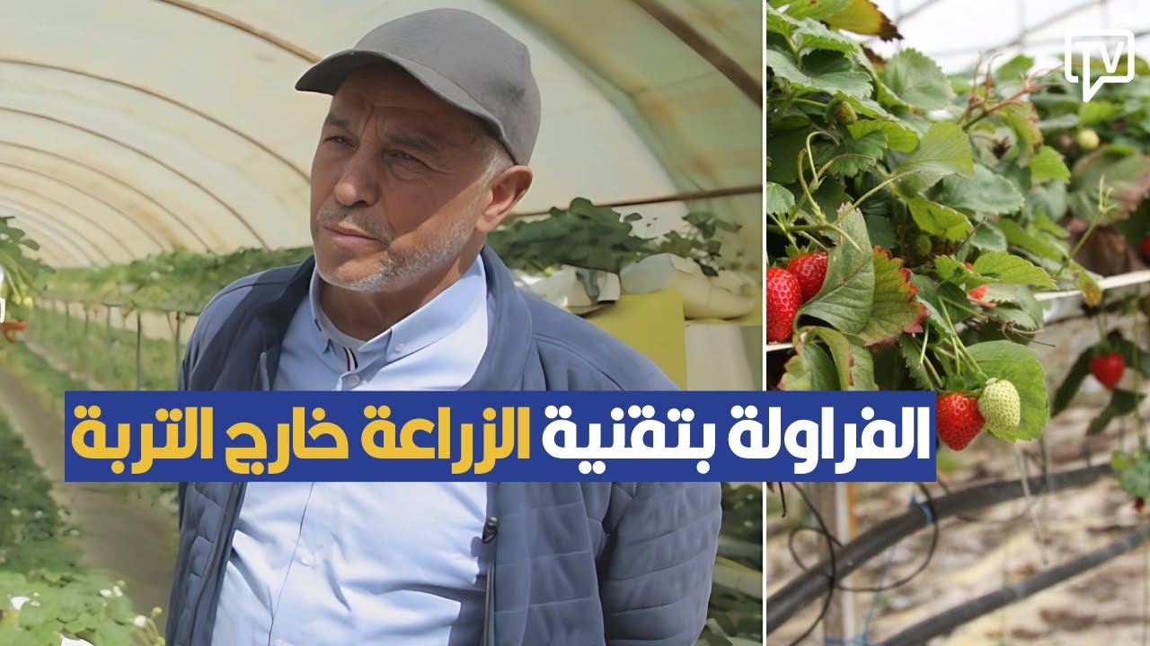 قصة فلاح يزرع الفراولة بتقنية الزراعة خارج التربة