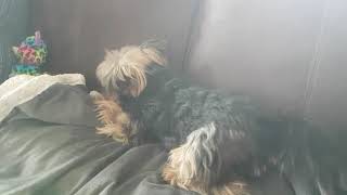 April 28, 2020 Pandemic doggies. by Agent the teacup Yorkie 225 views 4 years ago 4 minutes, 35 seconds