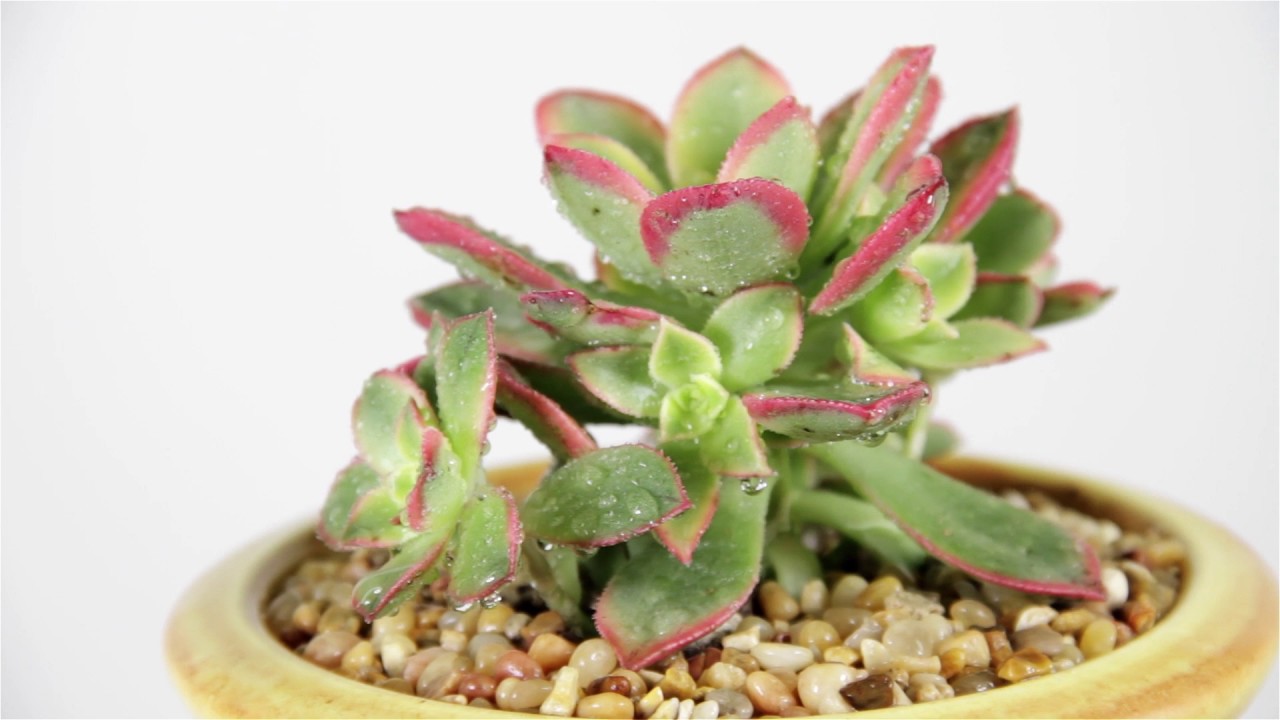 aeonium kiwi aeonium youtube