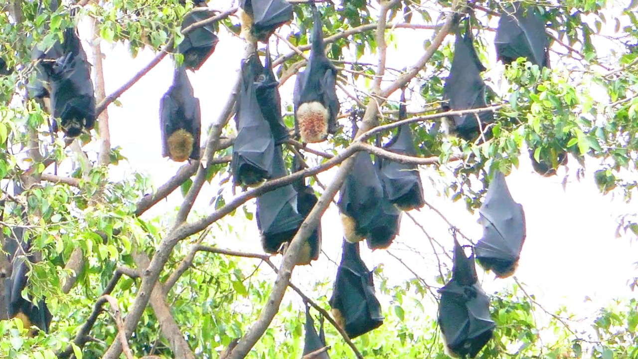 Bats of Cairns, QLD YouTube