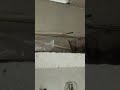 Ac Papiping Kam Krtr Huye  #youtube #shorts #trending #viral #ytshorts #Ganesh-Ac-78