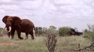 Satao - Swahili - The Death of a Giant