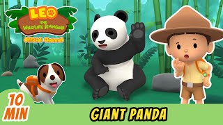 Giant Panda Full Episode Leo The Wildlife Ranger Kids