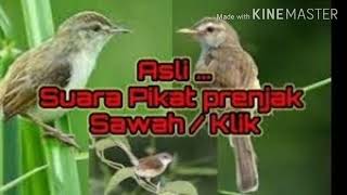 Suara pikat burung prenjak sawah ribut