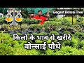 किलो के भाव से खरीदे बोन्साई पौधे | Amazing Bonsai Collection | Cheap Bonsai Plants