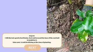 Task 2: MIDTERM EXAM IN EPP ( Planting Trees)