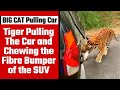 'Mahindra cars delicious' as tiger drags a SUV with tourists: Anand Mahindra