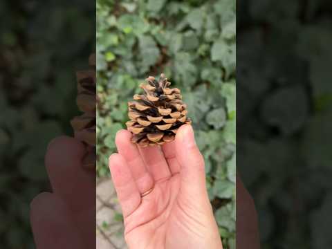 شو طلبت الانسه من منوشه كم قطه شفنا 9315    