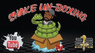 Best Snake Unboxing I