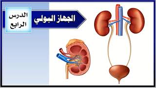 السادس - العلوم - الجهاز البولي وصحة الجهاز البولي