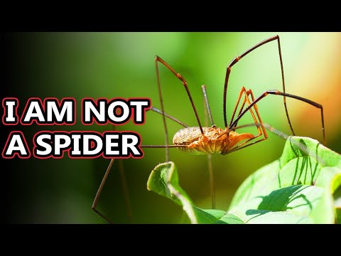 Opiliones facts: they&rsquo;re also known as daddy long legs | Animal Fact Files