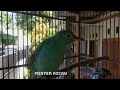 Suara Cucak Ijo Betina Ini Bisa Buat Pancing Jantan Agar Nyaut Mp3 - Mp4 Download