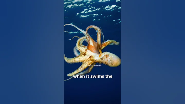 Octopuses Have 9 Brains, 3 Hearts and They Taste With Their Skin