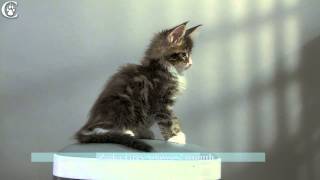 Видео котенка мейн кун черный мрамор с белым Zaika Grey Claw`s coonplanet.ru