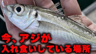 【急げ】今この場所で良型のアジが入れ食い中です！！！サビキ釣りシーズン開幕！！！