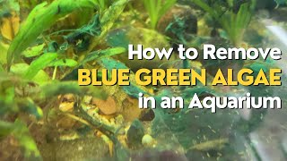 How To Remove Blue Green Algae In Aquarium