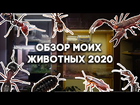 Видео: ОБЗОР МОЕЙ КОЛЛЕКЦИИ МУРАВЬЁВ 2020! ВСЕ МУРАВЬИ И ДРУГИЕ ПИТОМЦЫ В ОДНОМ ВИДЕО \\ Димон и пумба