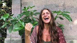 Group Facilitation Training: Cacao Ceremony & 5 Element Dance Teacher Training