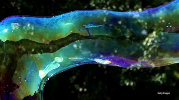 Physics secrets of giant soap bubbles